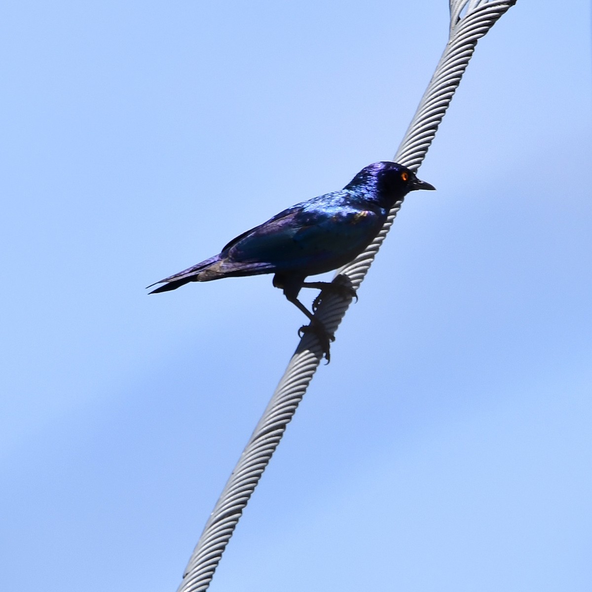 Cape Starling - ML510381131