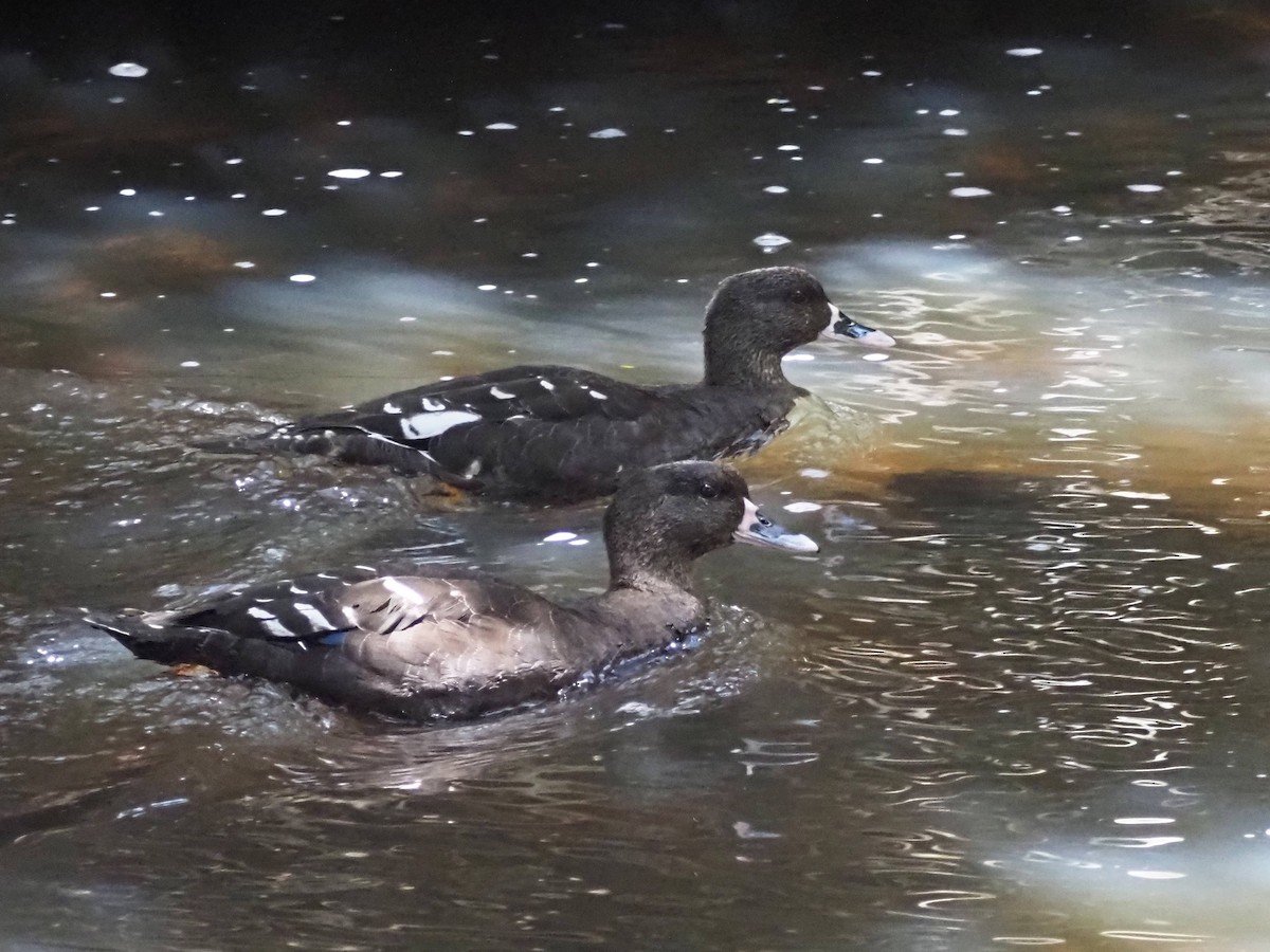 African Black Duck - Luc and Therese Jacobs