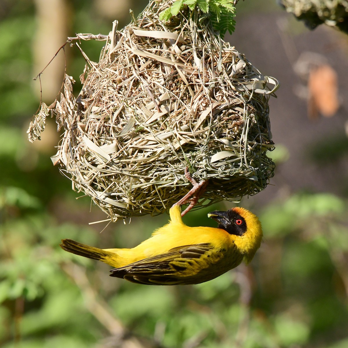 Southern Masked-Weaver - ML510381331