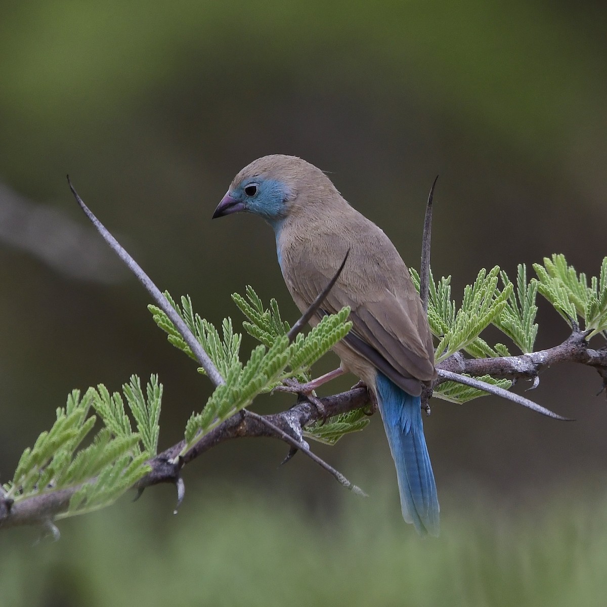 Cordonbleu d'Angola - ML510381641