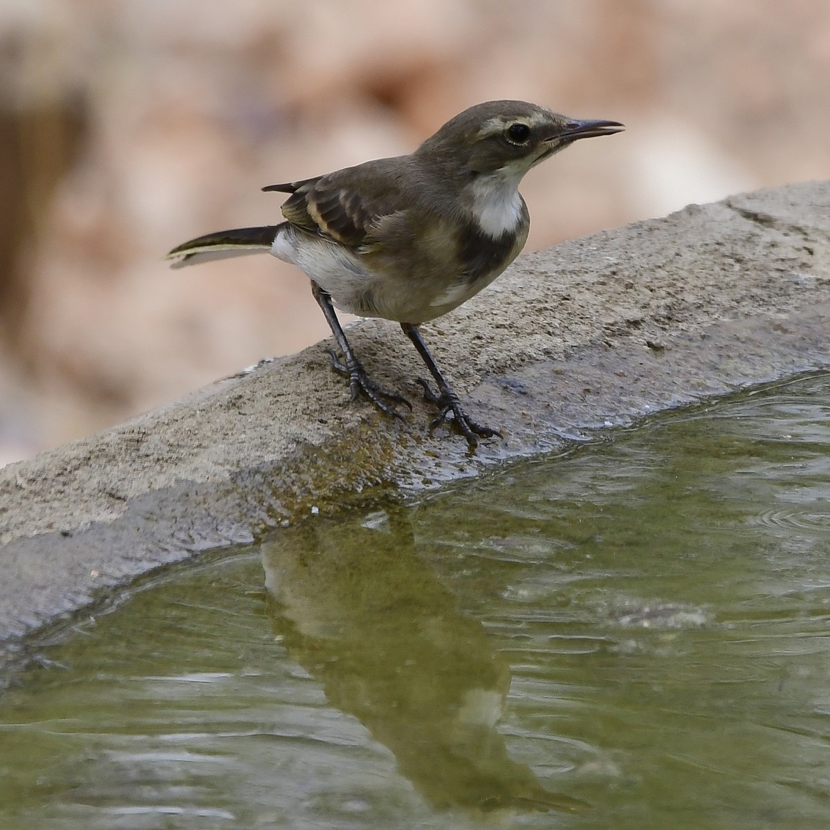 Cape Wagtail - ML510381701