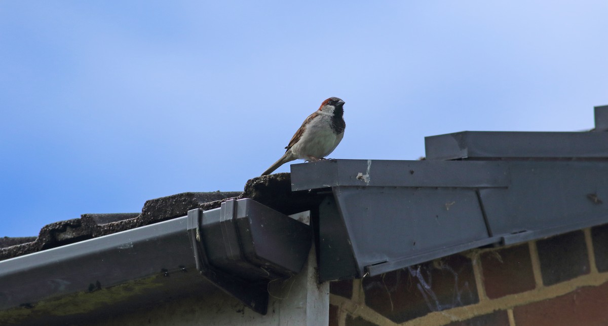 House Sparrow - ML510382421