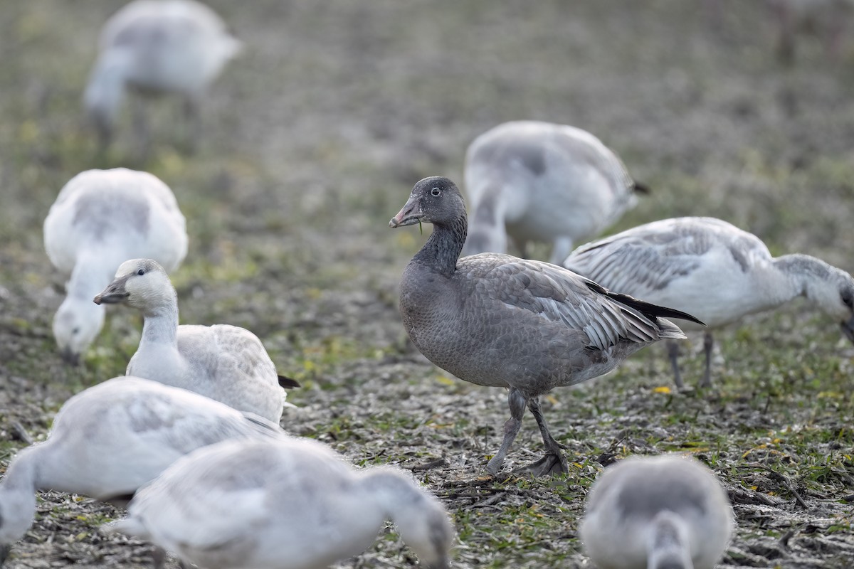 Greater White-fronted Goose - ML510382431