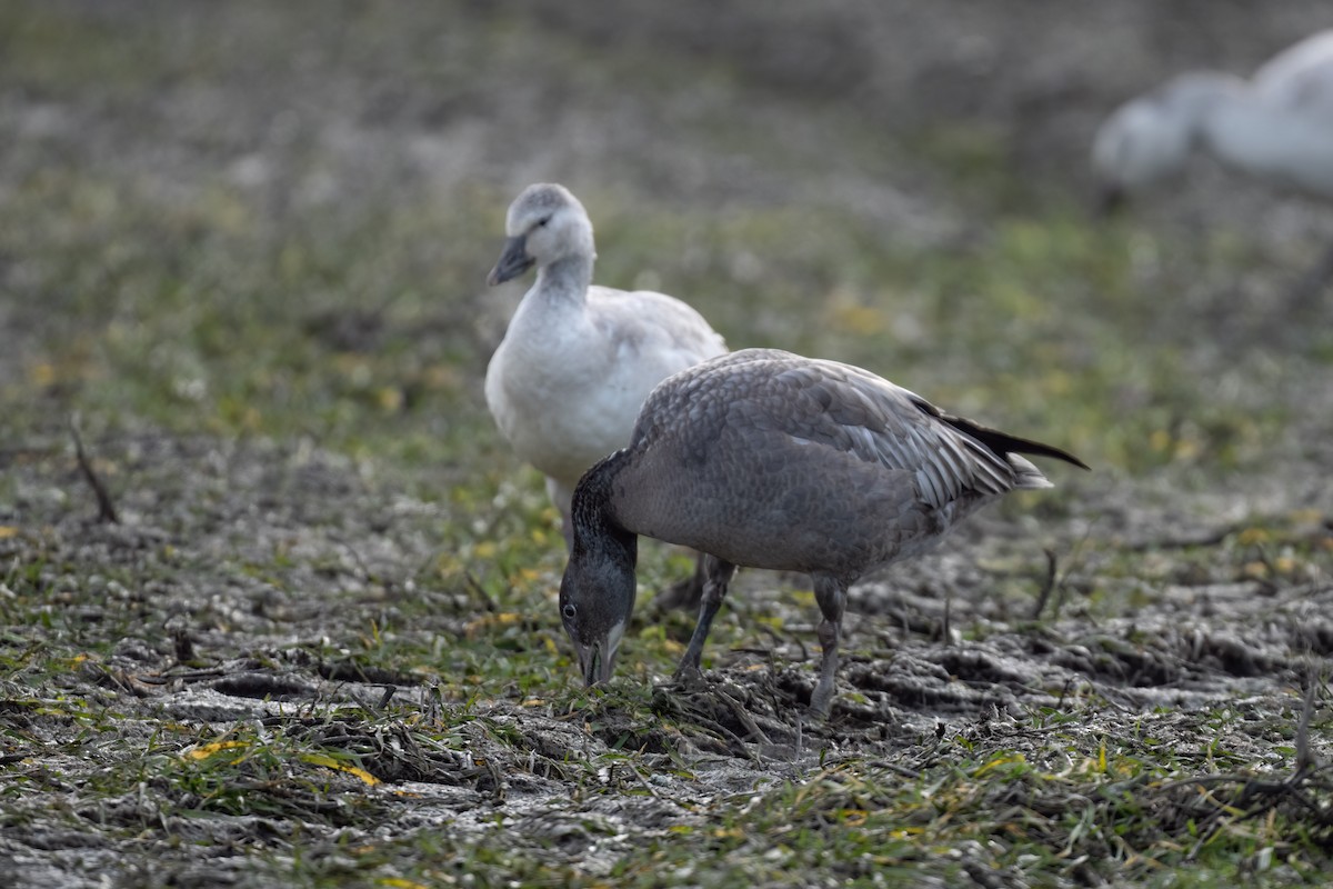 Greater White-fronted Goose - ML510382441