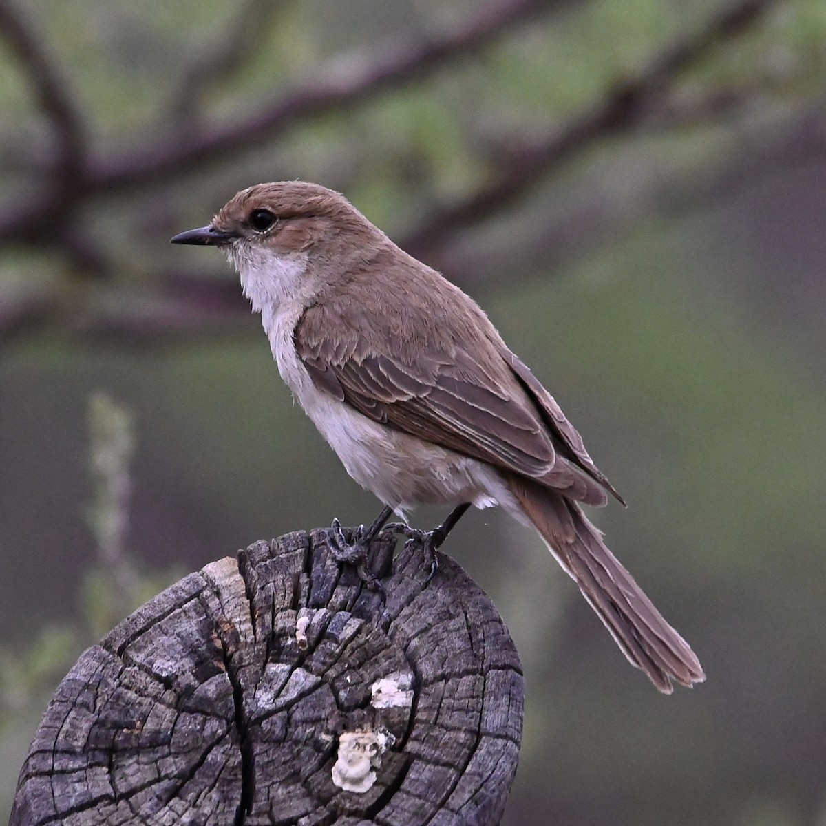 Marico Flycatcher - ML510384181