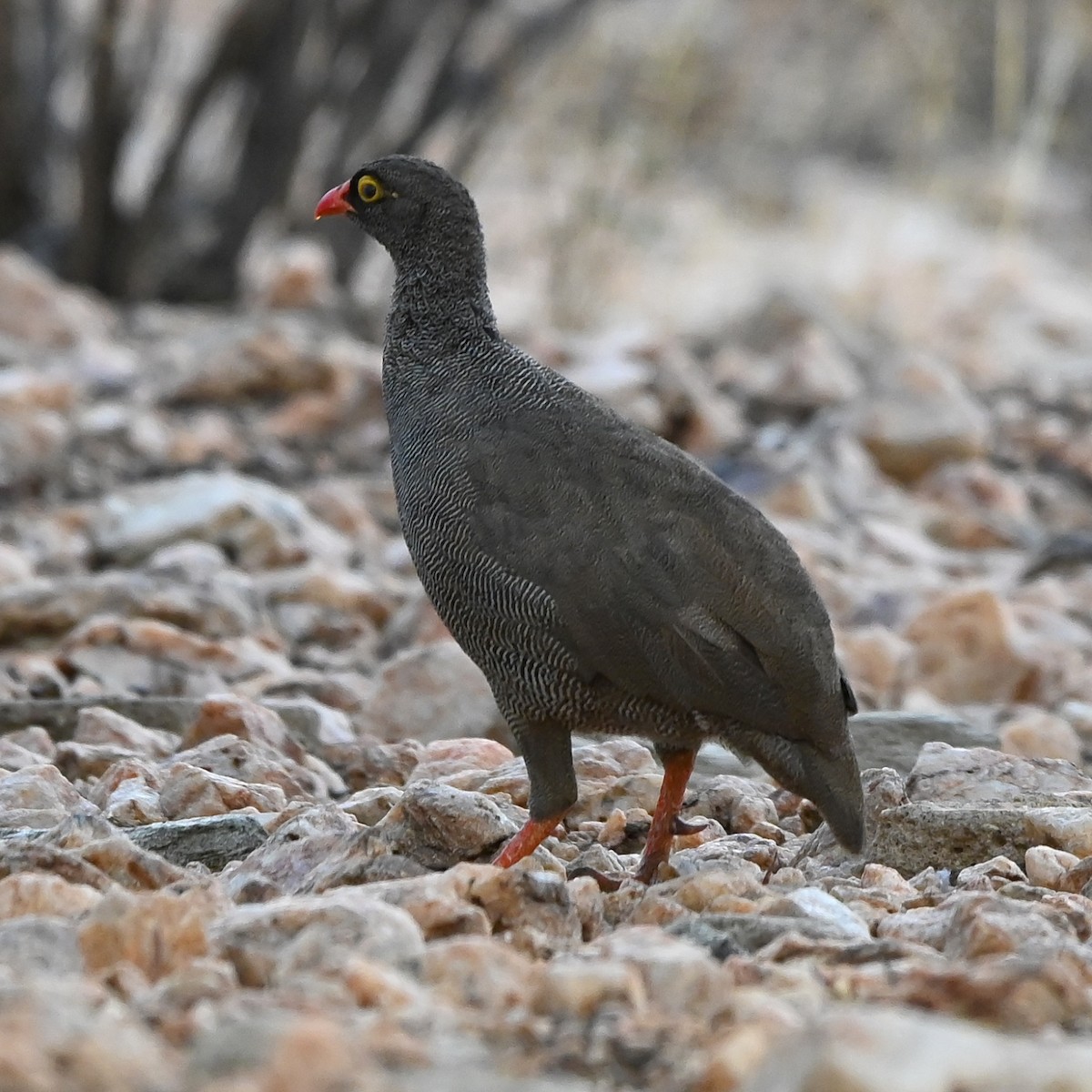 Red-billed Spurfowl - ML510384331