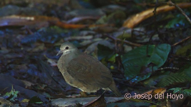Buff-fronted Quail-Dove - ML510384651