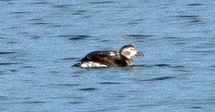 Long-tailed Duck - Dale Pate