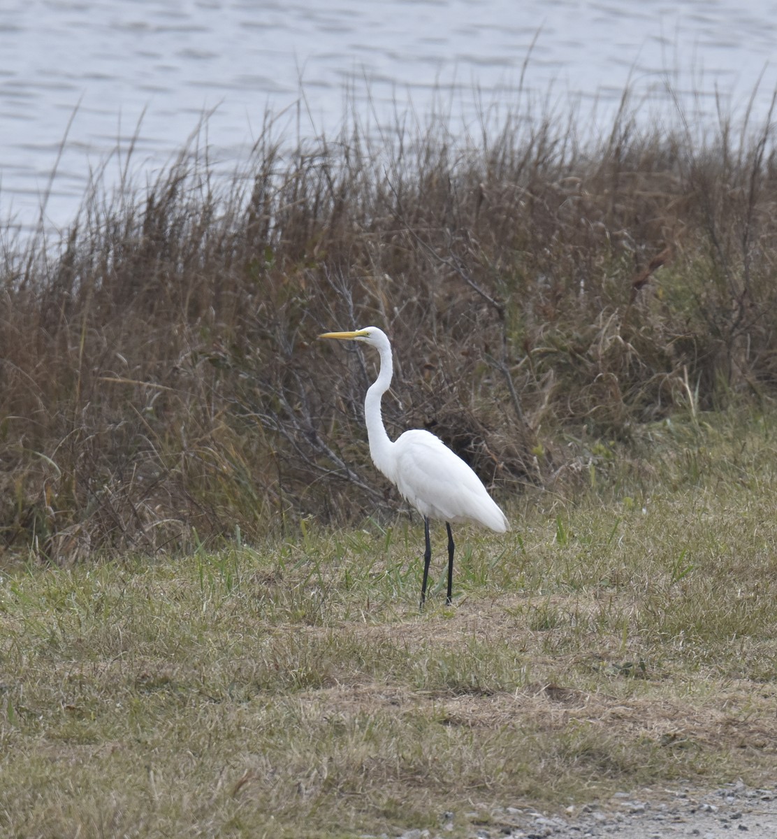 Great Egret - ML510385841