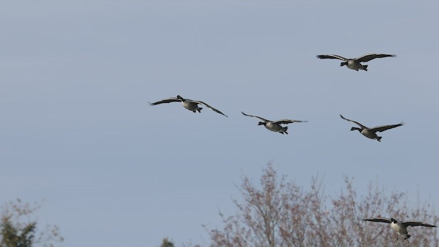 Canada Goose - ML510386641