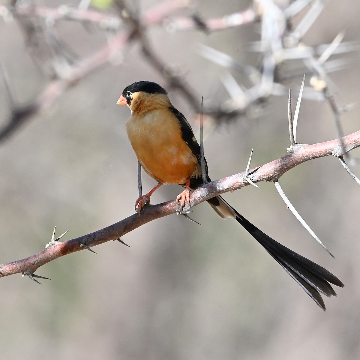 Shaft-tailed Whydah - ML510386661