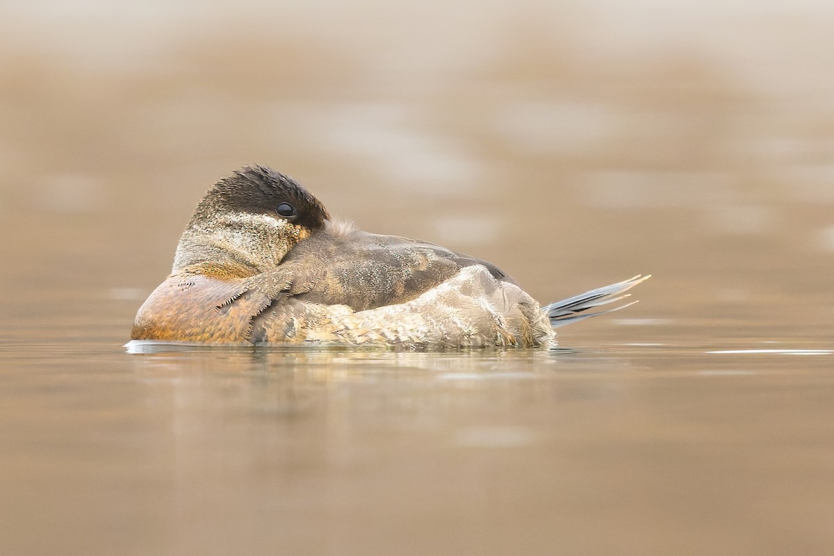 Ruddy Duck - ML510388271