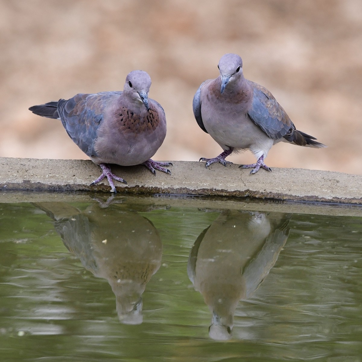 Laughing Dove - ML510389611