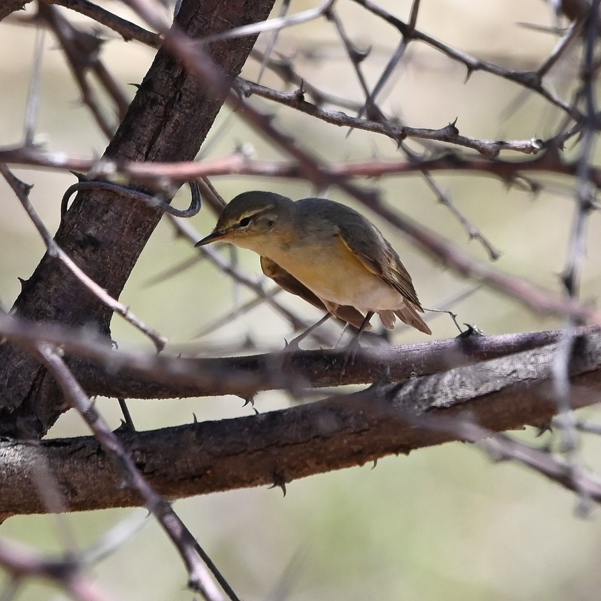 Willow Warbler - ML510389931