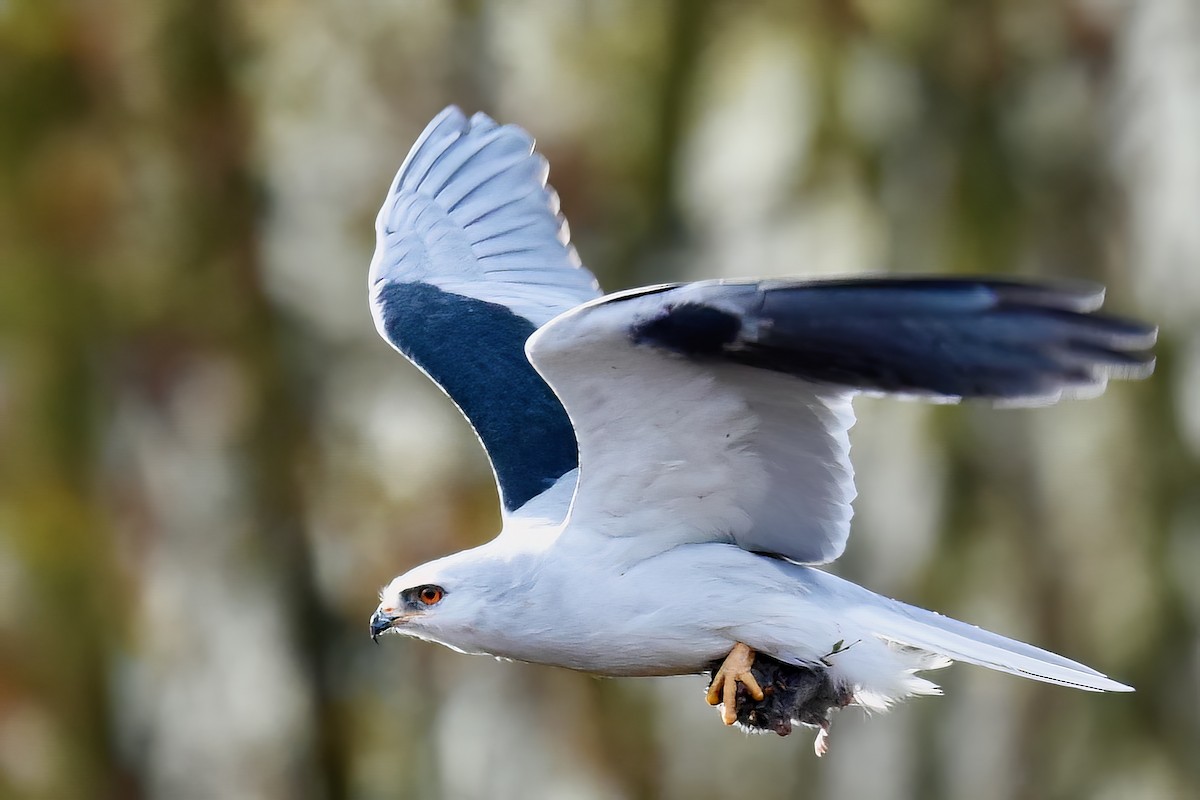 White-tailed Kite - ML510391371