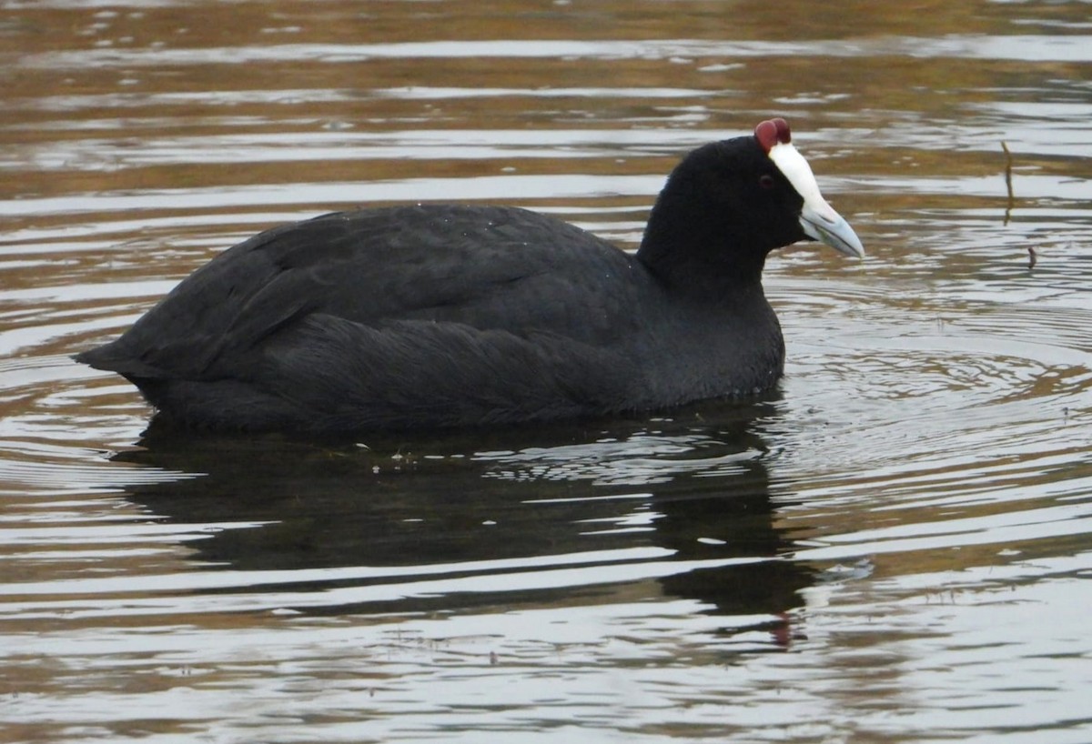 Red-knobbed Coot - Jon Iratzagorria Garay