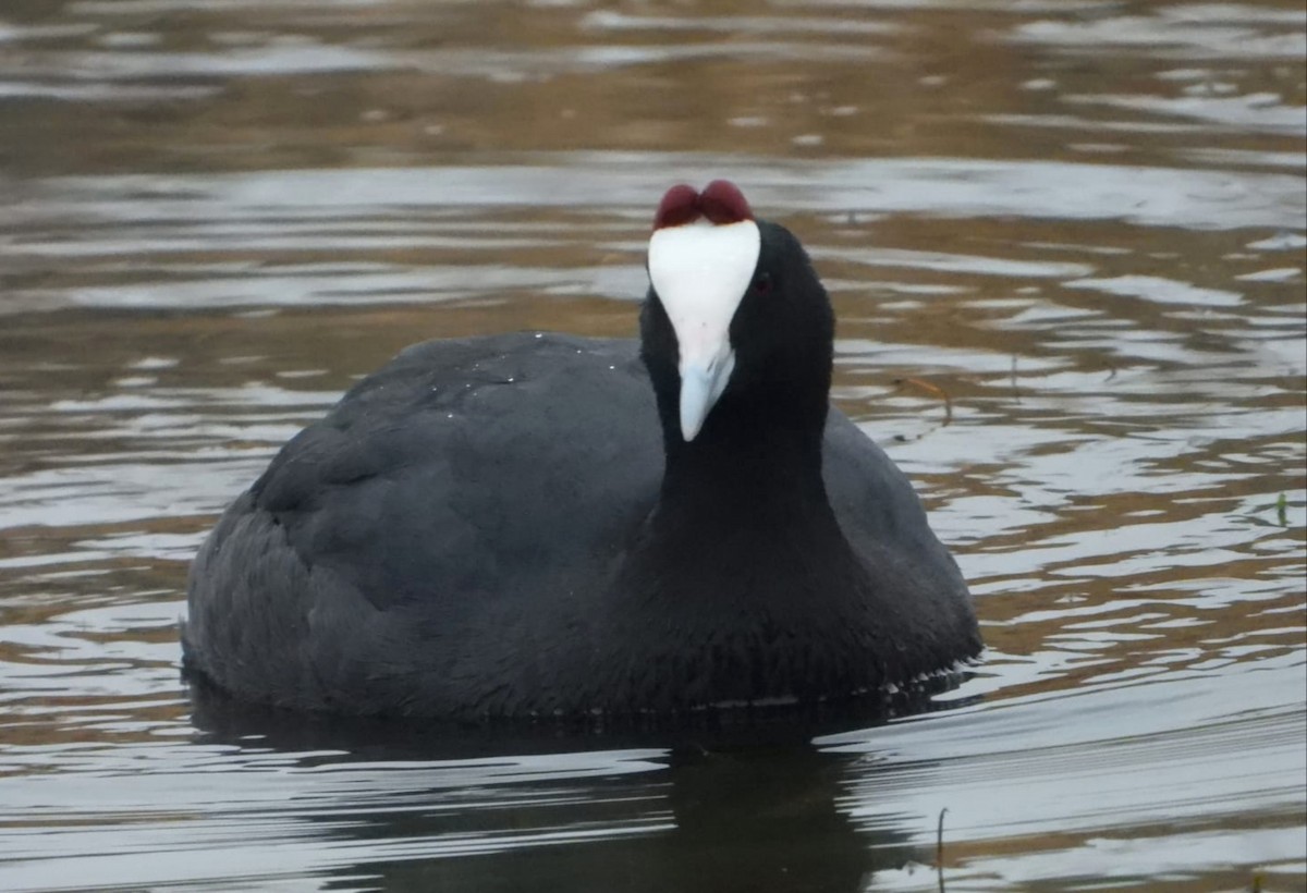 Red-knobbed Coot - Jon Iratzagorria Garay