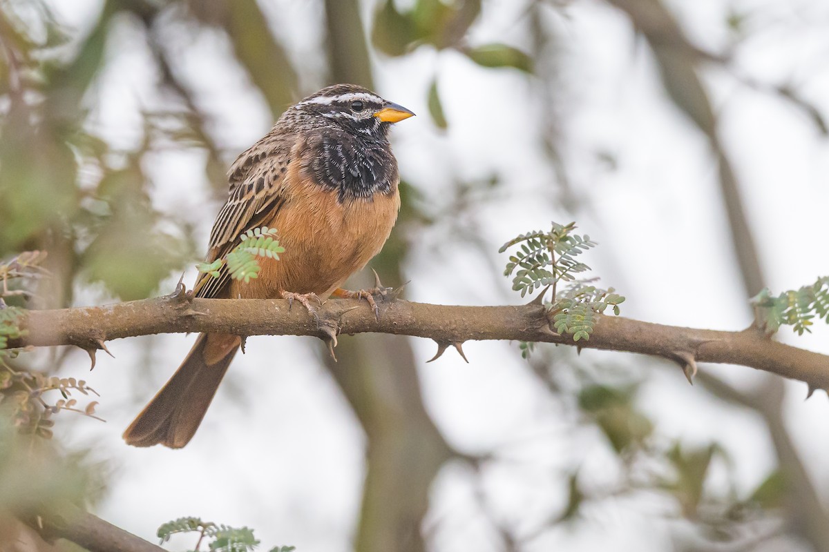 Cinnamon-breasted Bunting - ML510393911