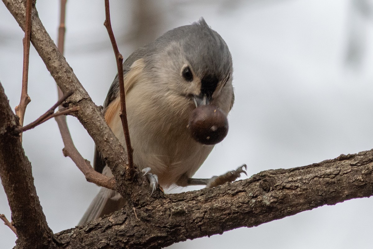 Tufted Titmouse - ML510394081