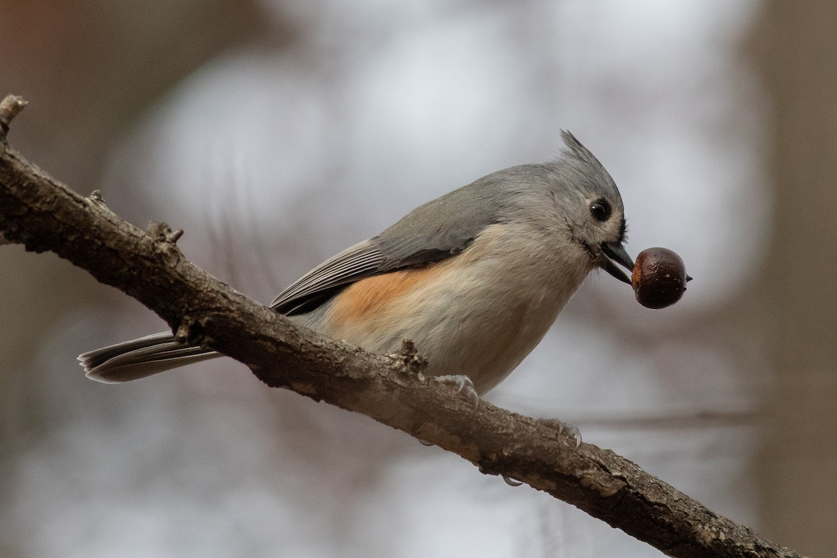 Tufted Titmouse - ML510394091