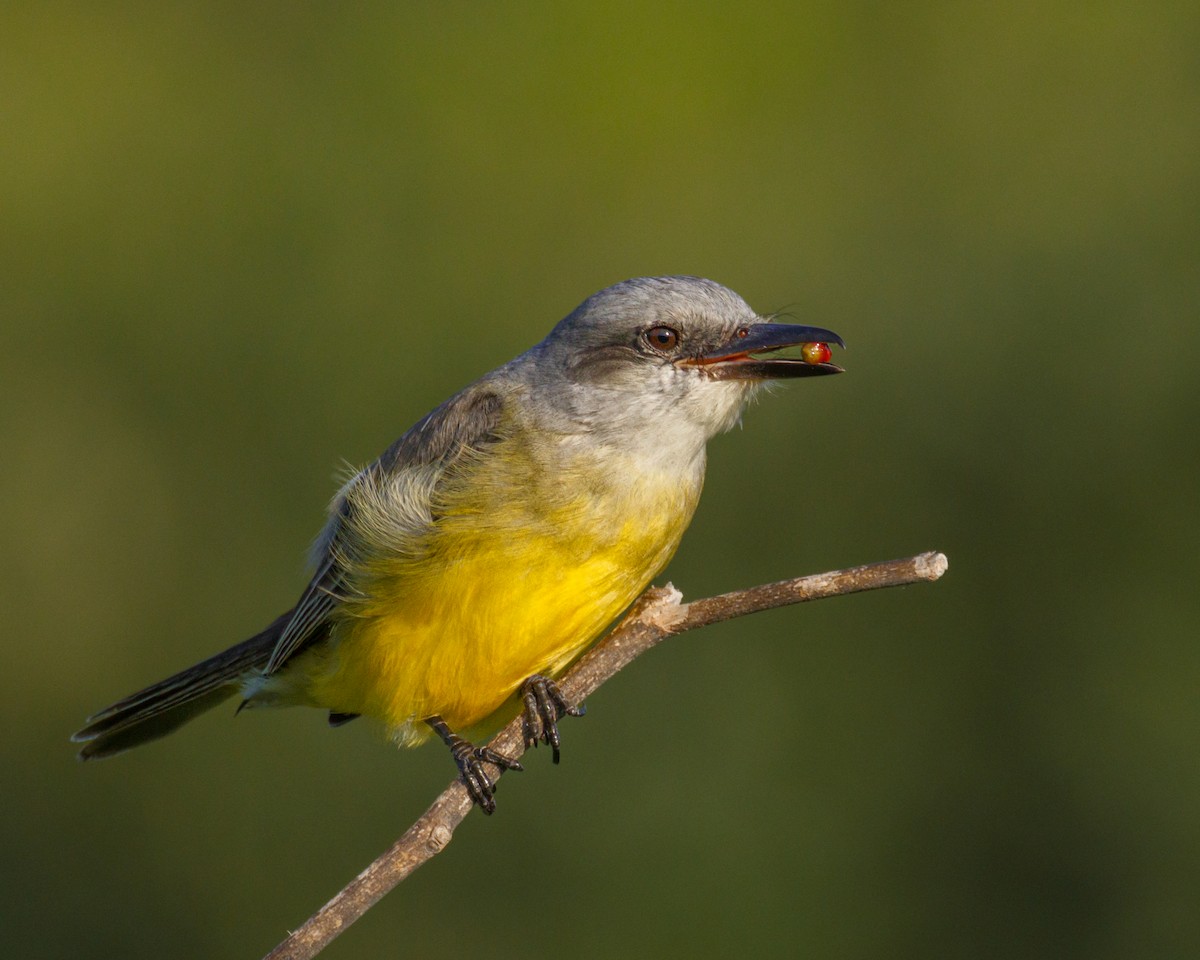 Tropical Kingbird - ML510394721