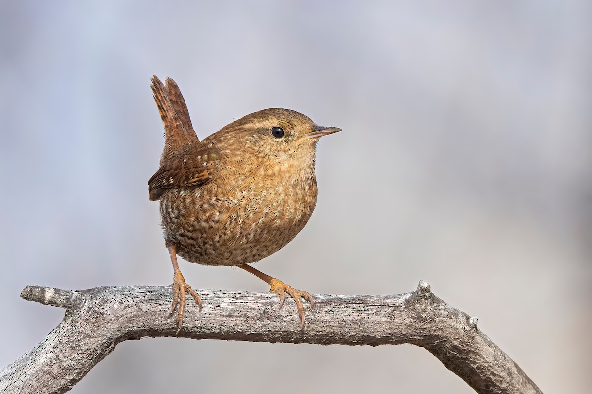 Winter Wren - ML510394821