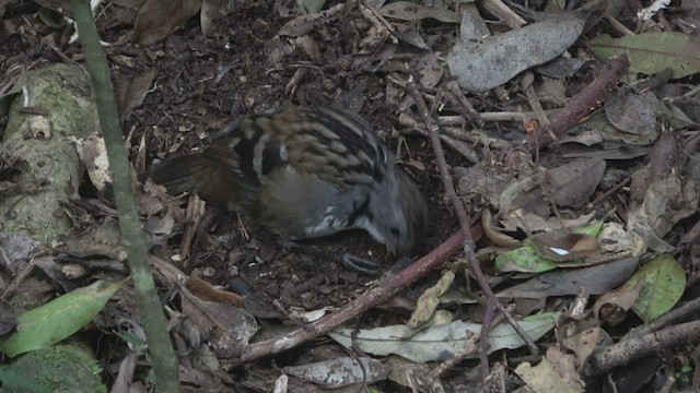 Australian Logrunner - ML510396431