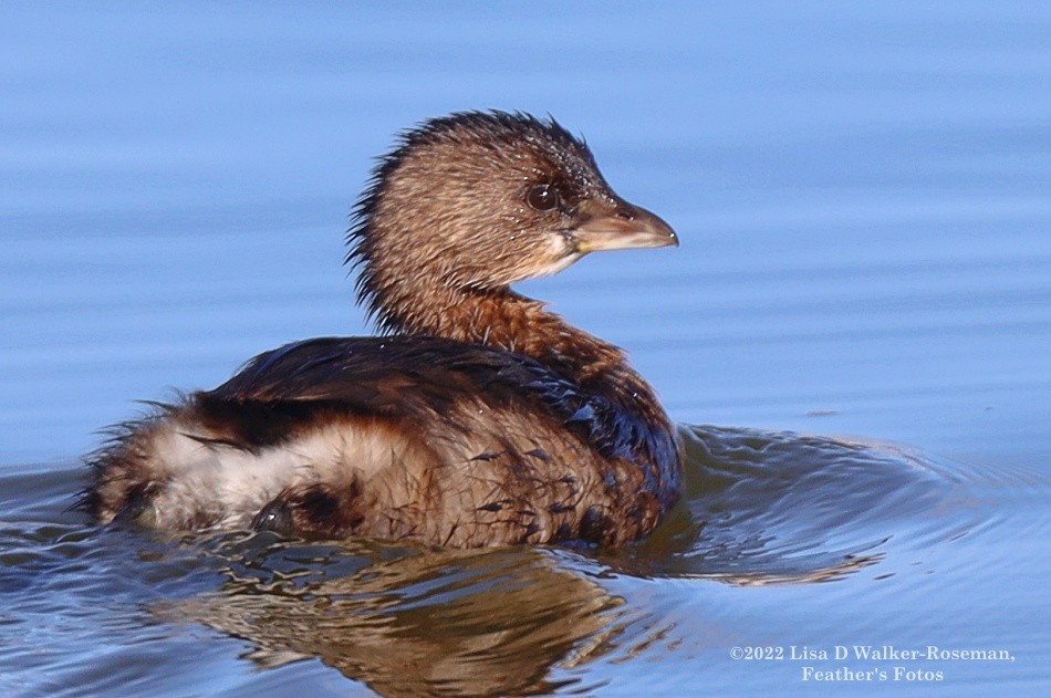 Pied-billed Grebe - ML510398221