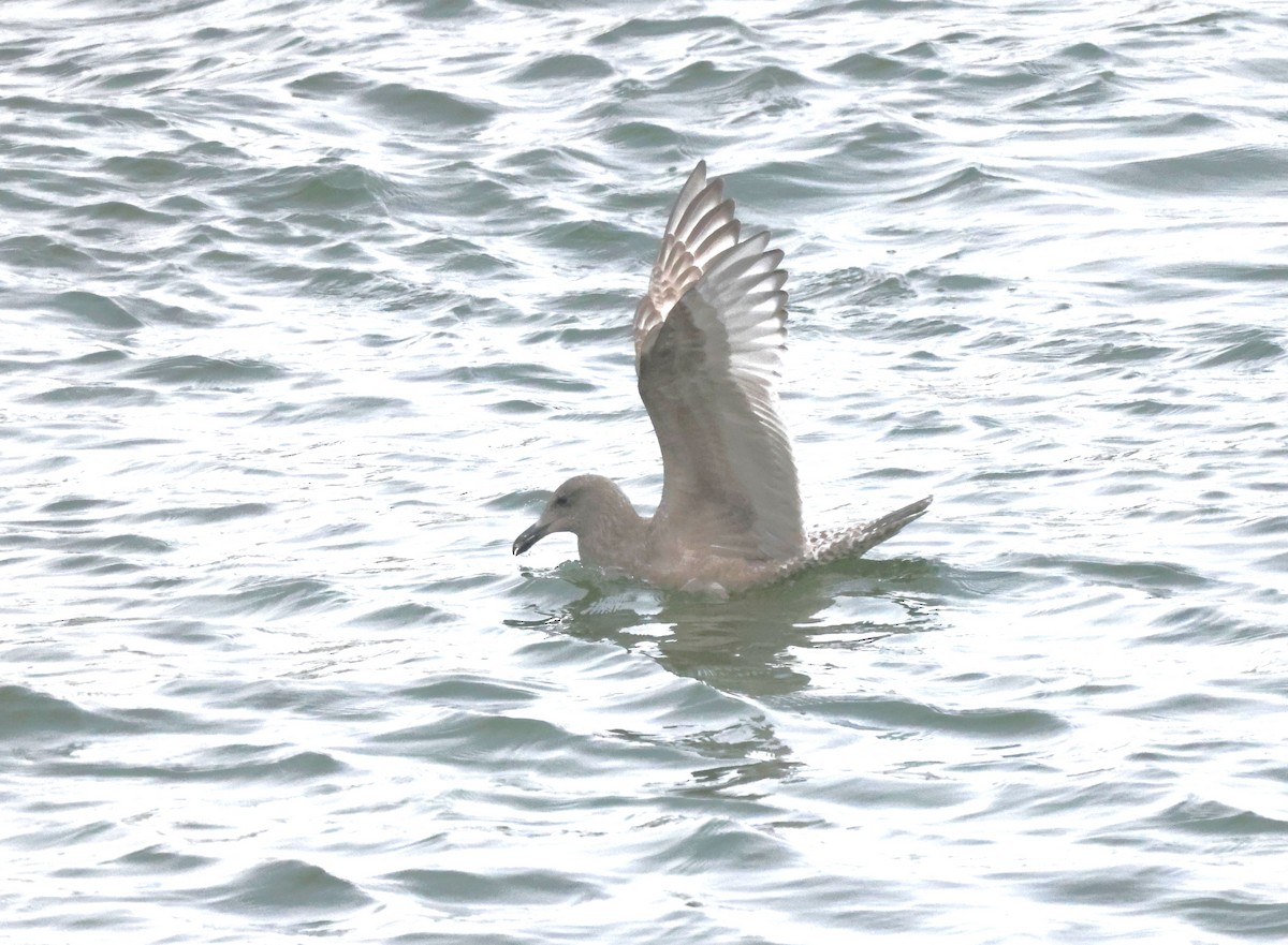 Gaviota Groenlandesa (thayeri) - ML510398711