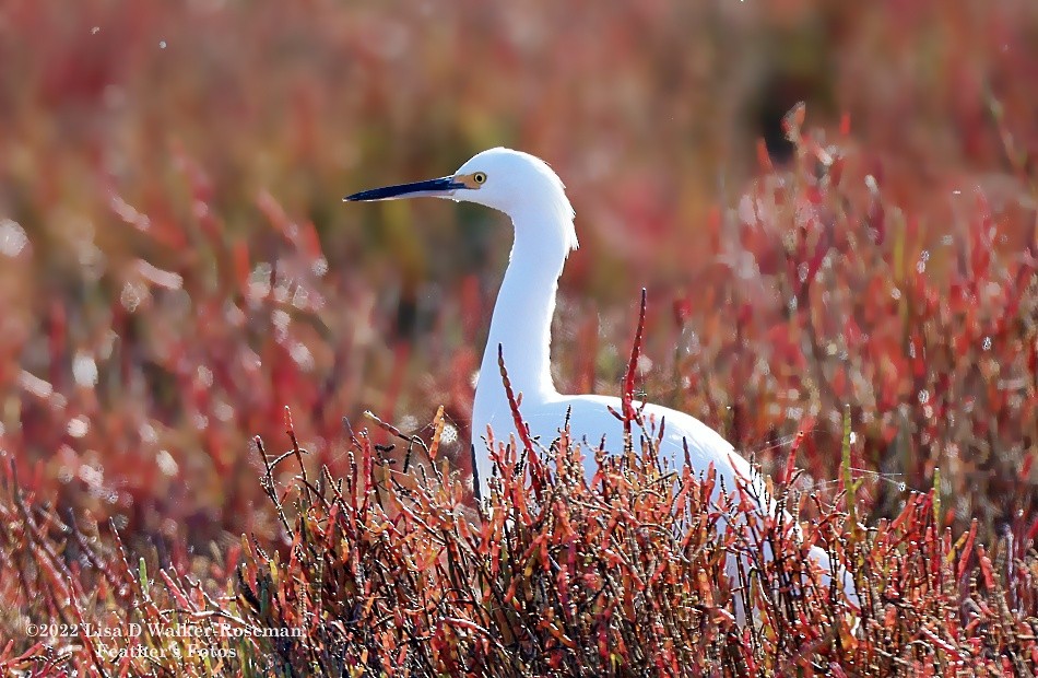 Snowy Egret - ML510398961