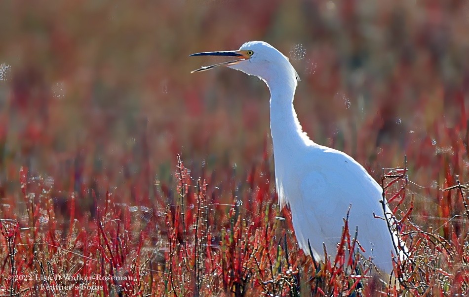 Snowy Egret - ML510398971