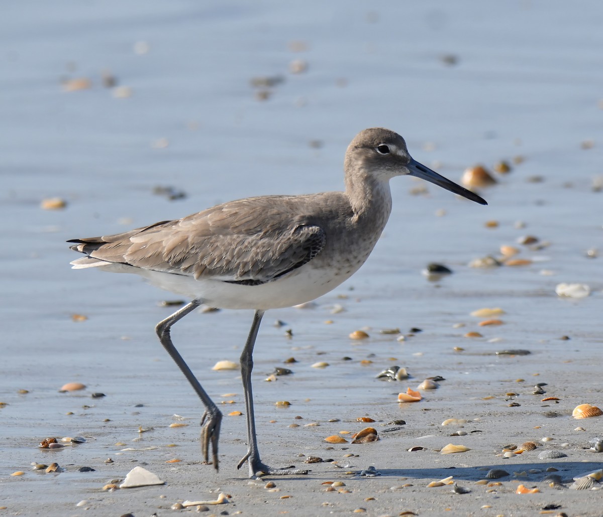 Willet (Western) - ML510398981