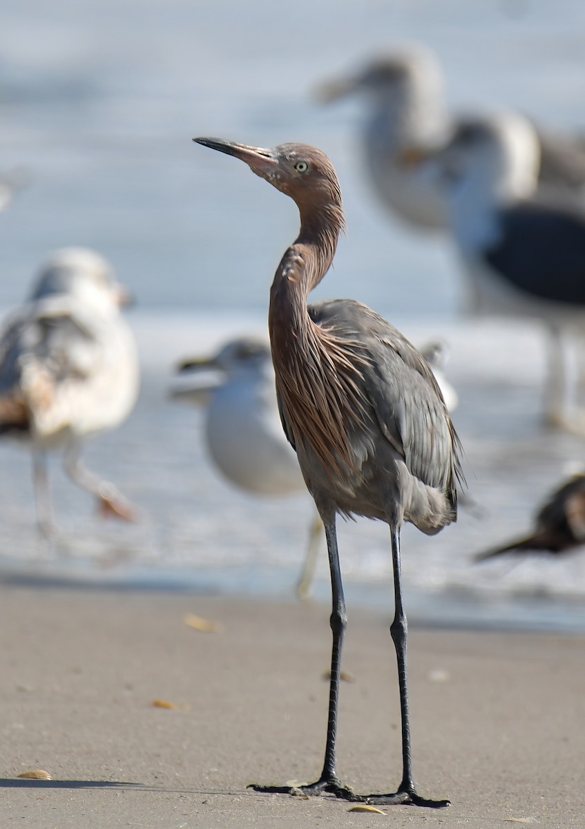 Reddish Egret - ML510399061