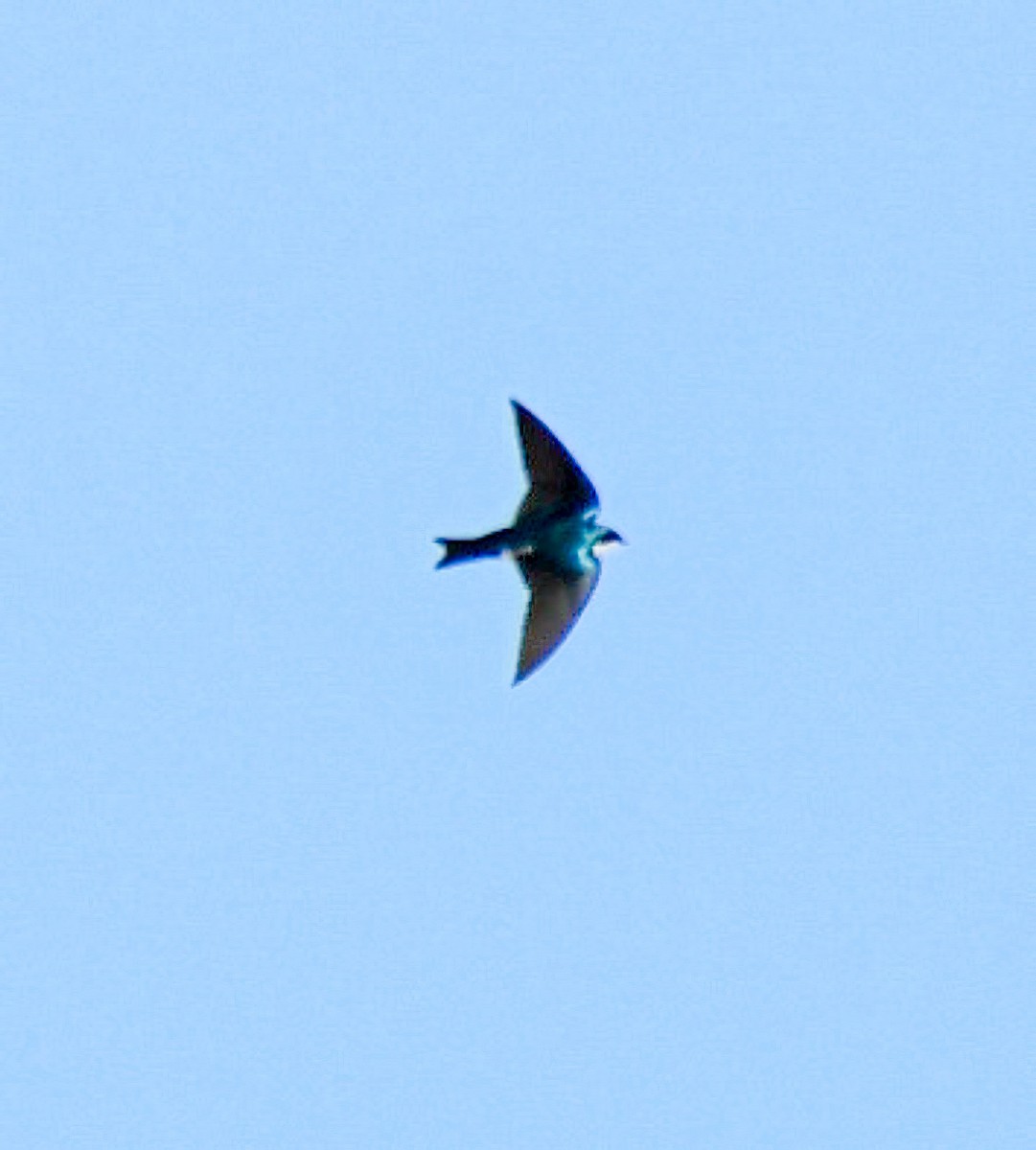 Tree Swallow - ML510399261