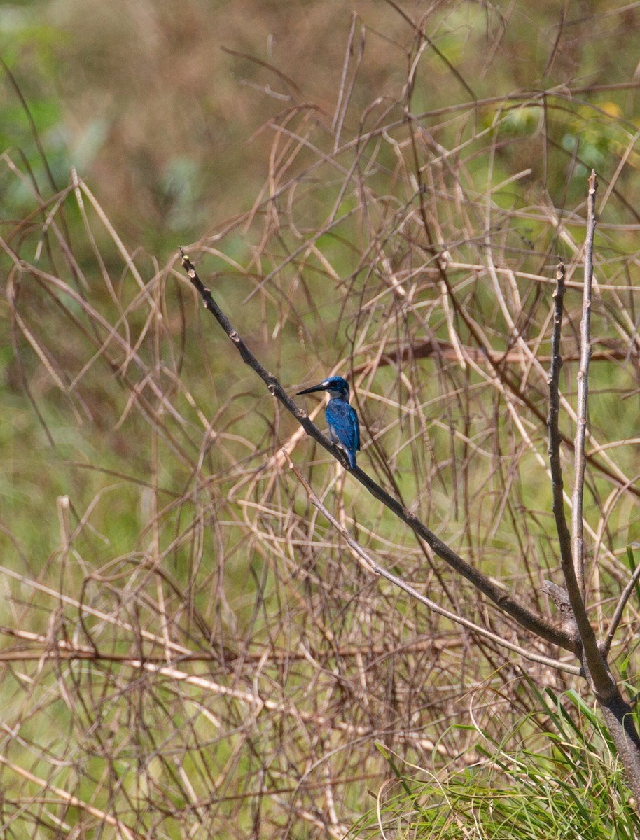 Small Blue Kingfisher - Paul Mandala