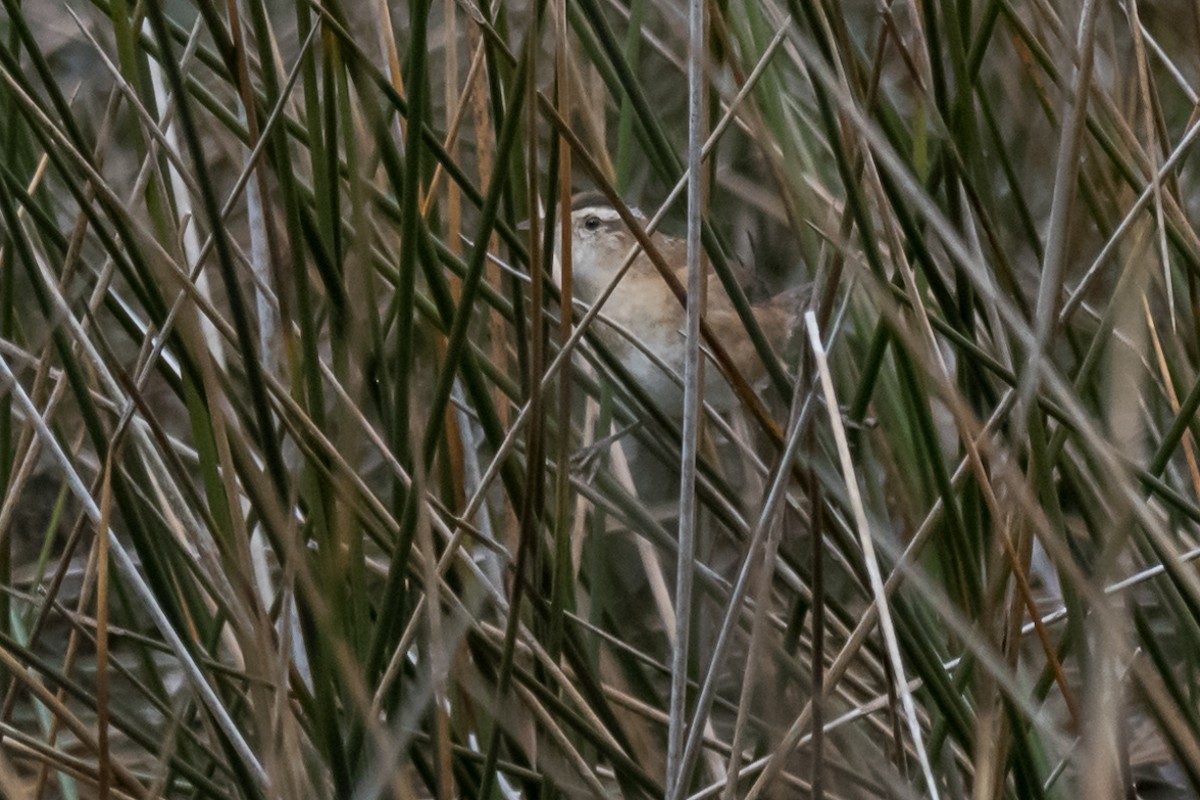 Marsh Wren - ML510400661