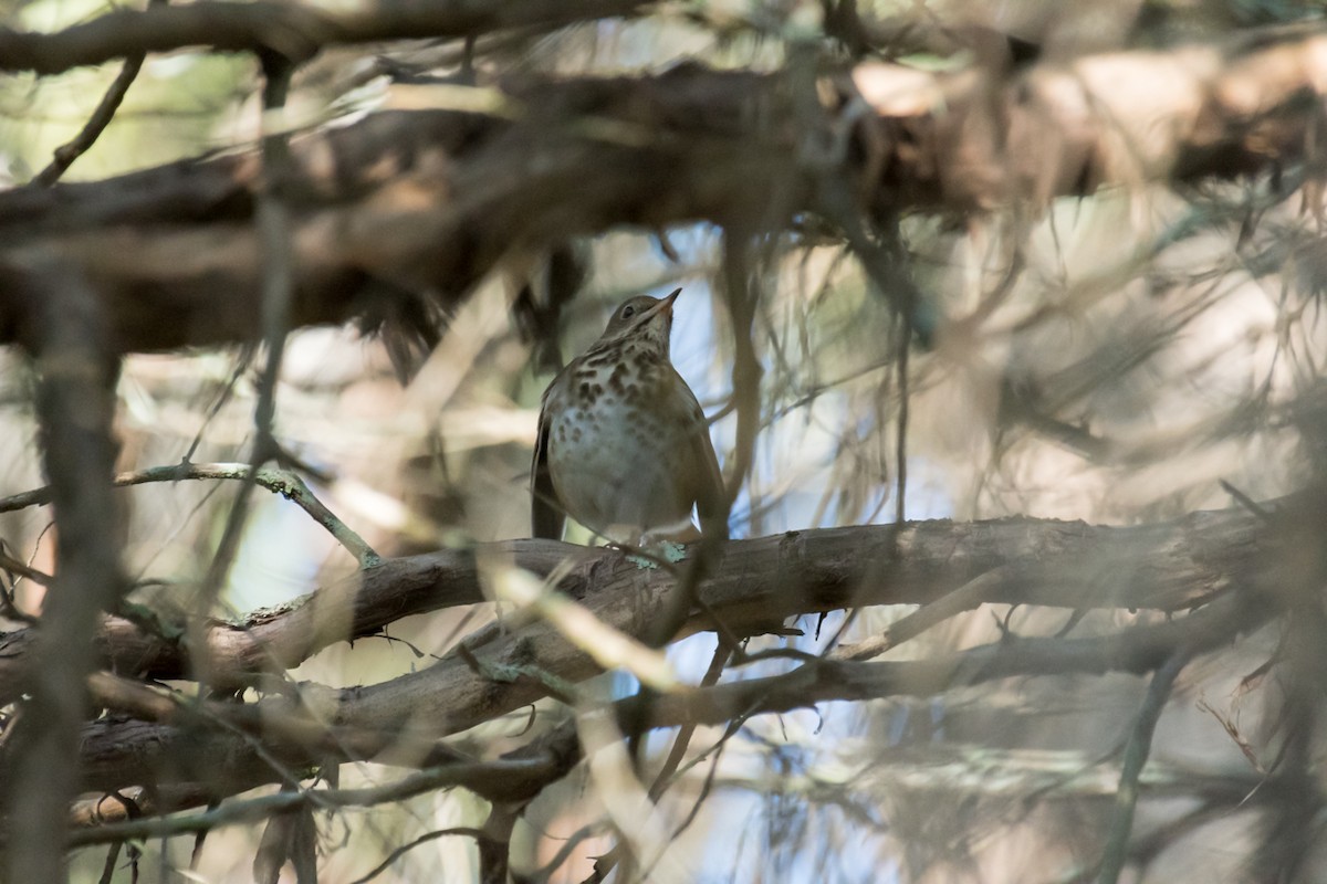 Hermit Thrush - ML510400671