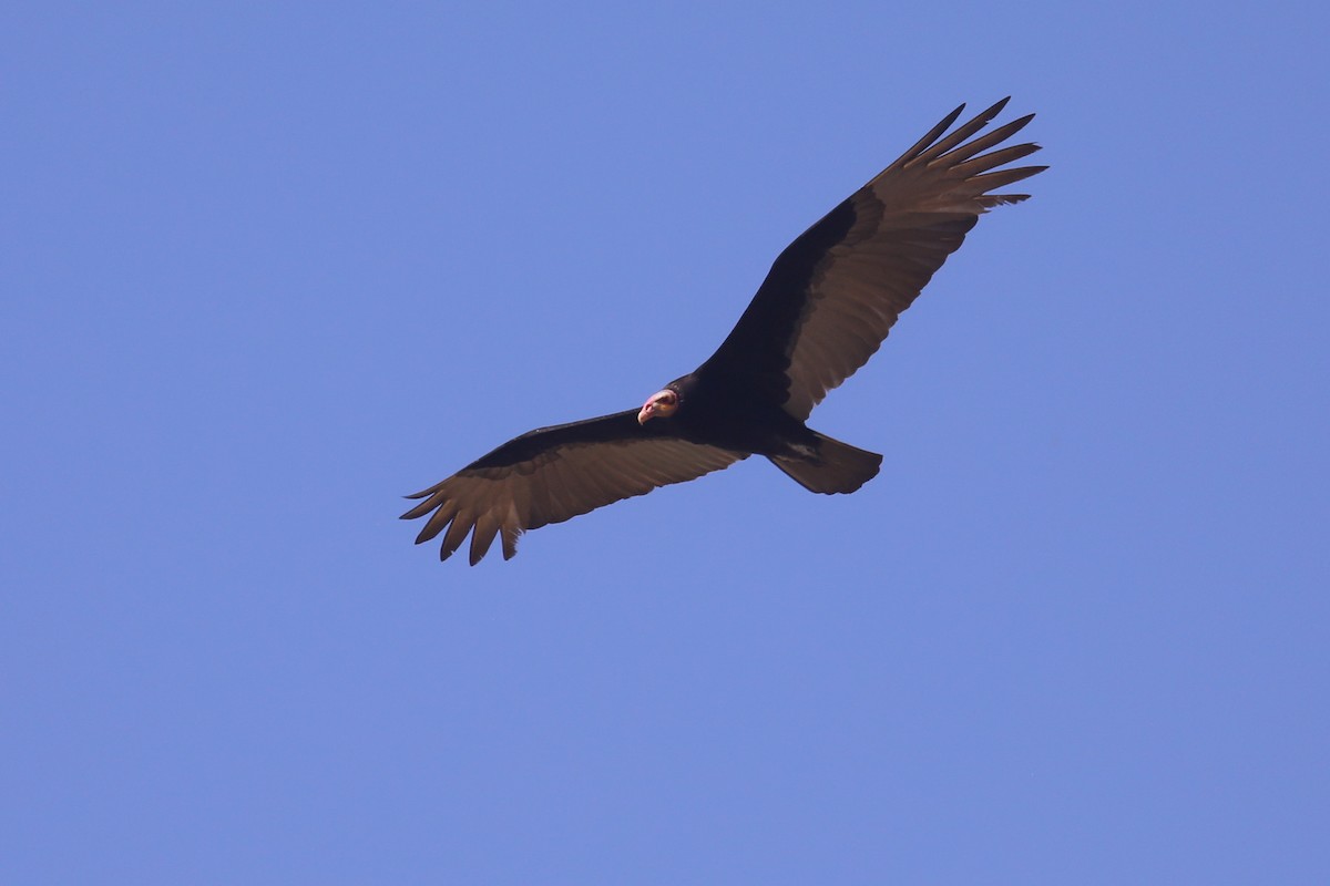 Lesser Yellow-headed Vulture - ML510402001