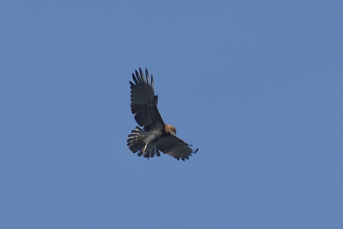 Short-toed Snake-Eagle - ML510402561