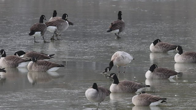 Canada Goose eBird