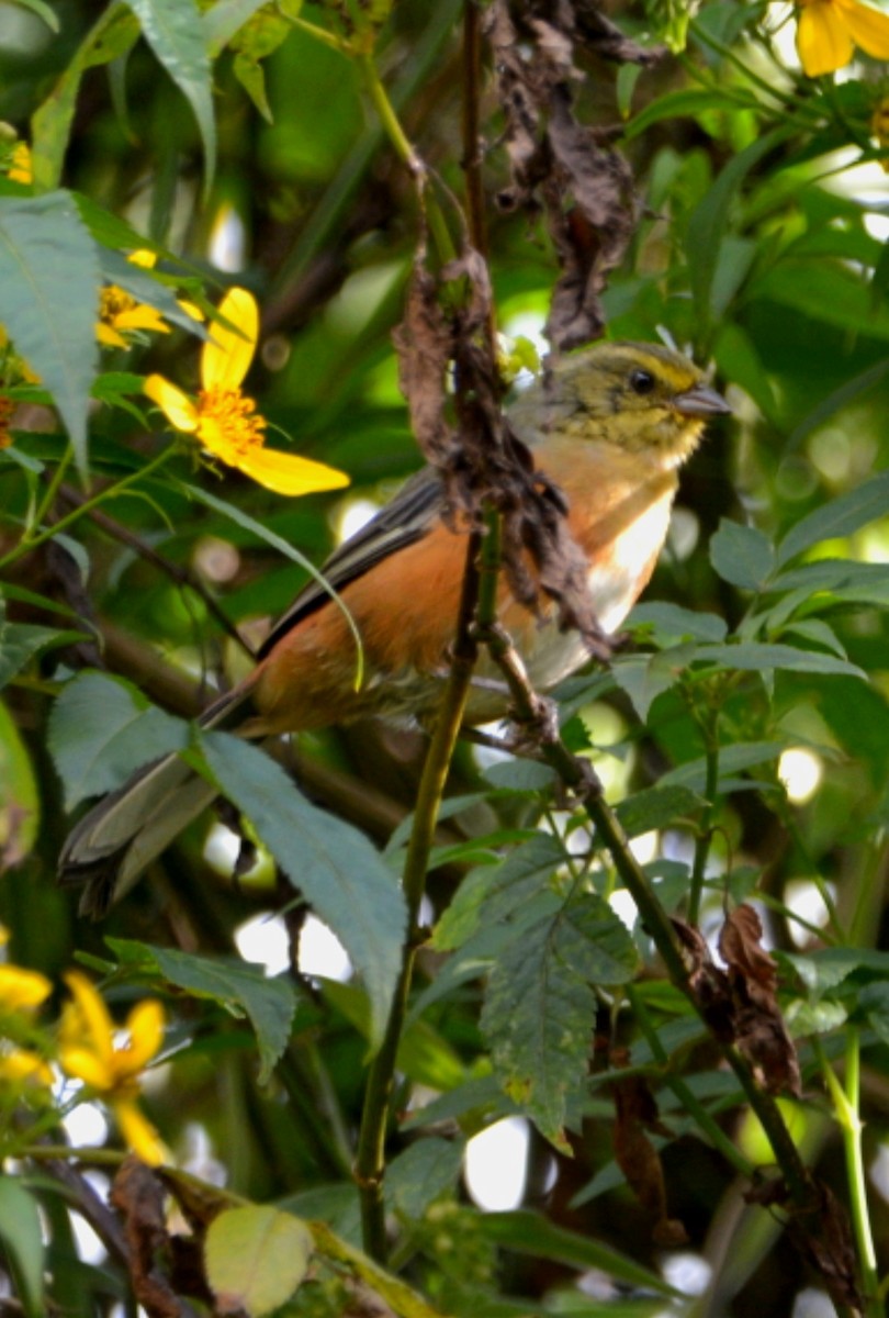 rustgumpspurv - ML510404621