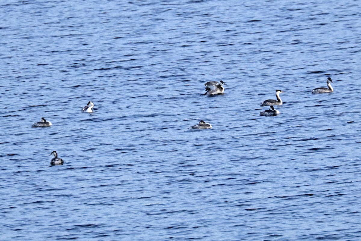 Great Crested Grebe - ML510404681