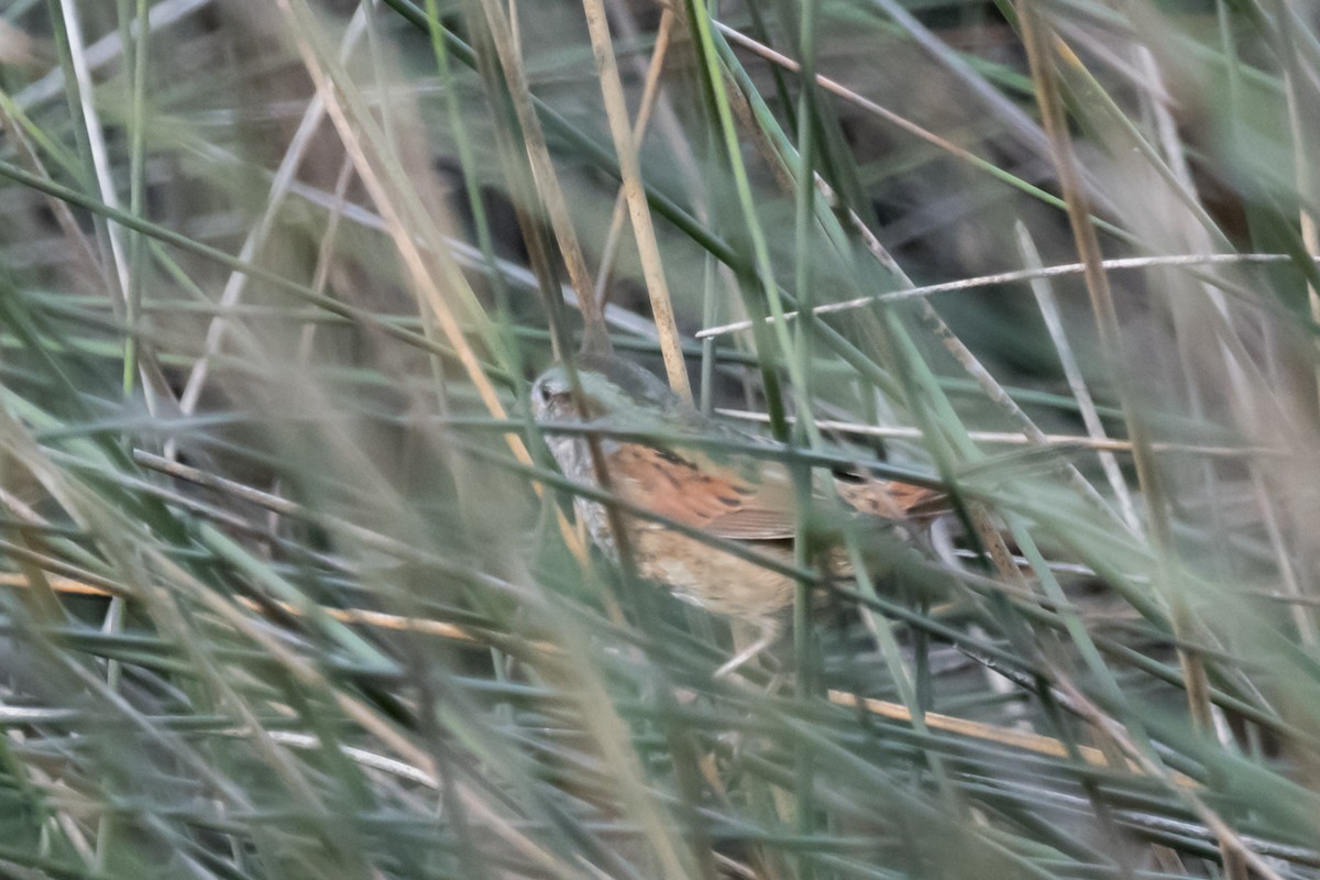 Swamp Sparrow - ML510404691