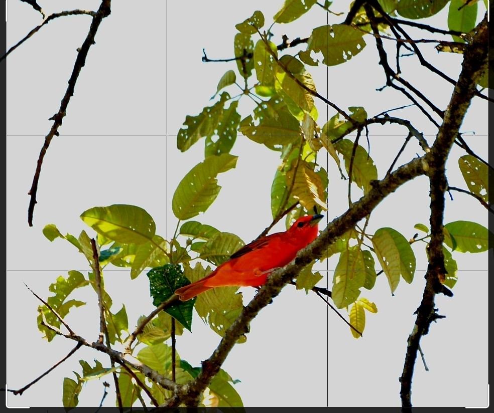 blodpiranga (flava gr.) (skarlagenpiranga) - ML510404851