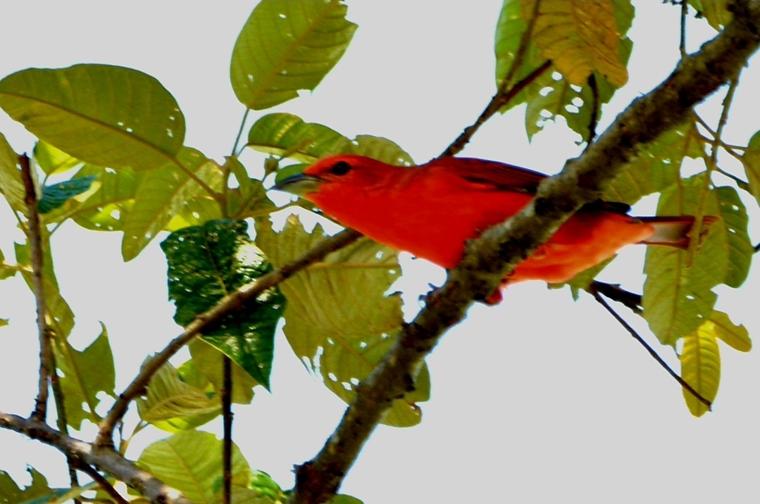 blodpiranga (flava gr.) (skarlagenpiranga) - ML510404861