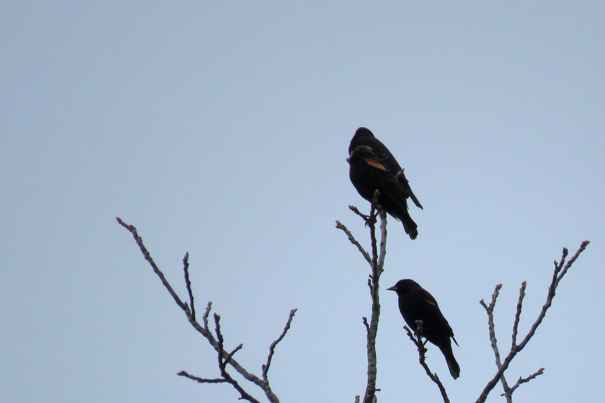 Red-winged Blackbird - Quentin Yoerger