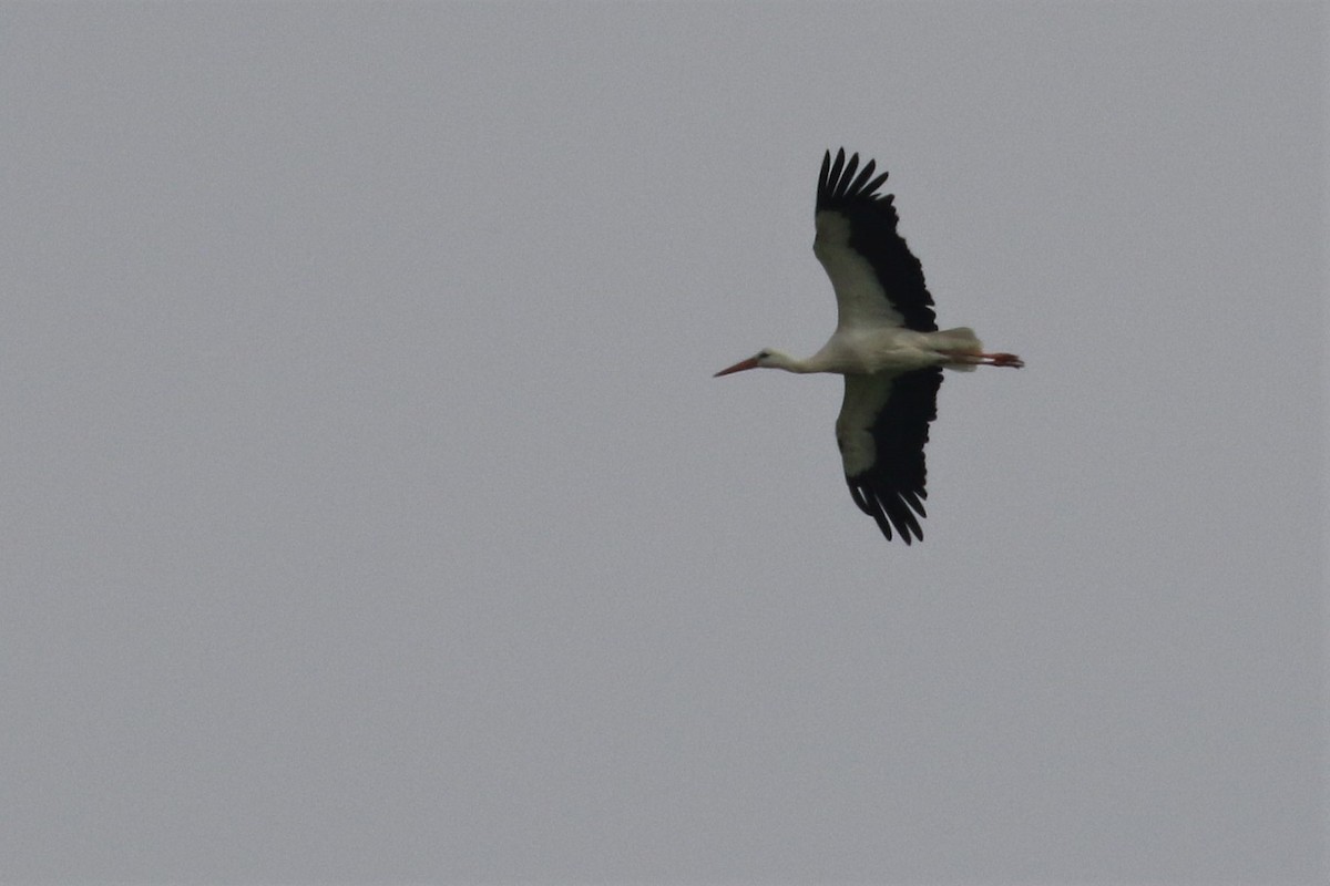 White Stork - ML510406361