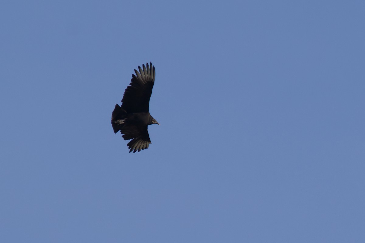 Black Vulture - ML510406961