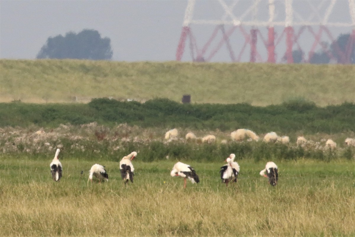 White Stork - ML510407281