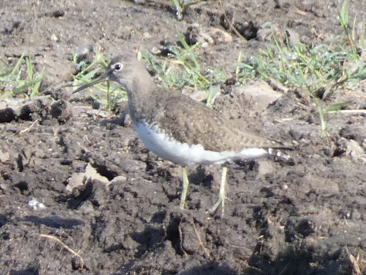 Green Sandpiper - ML510407751